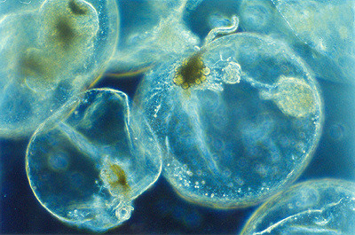 planta Noctiluca Miliaris, Delta Dunarii, foto: wikipedia