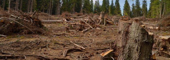 Cum ar trebui sa opreasca "Radarul padurilor" defrisarile ilegale. Traseul lemnelor va putea fi urmarit prin GPS