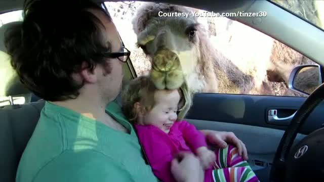 O camila aproape a muscat un copil de 3 ani. Parintii, aspru criticati pentru acest caz. VIDEO