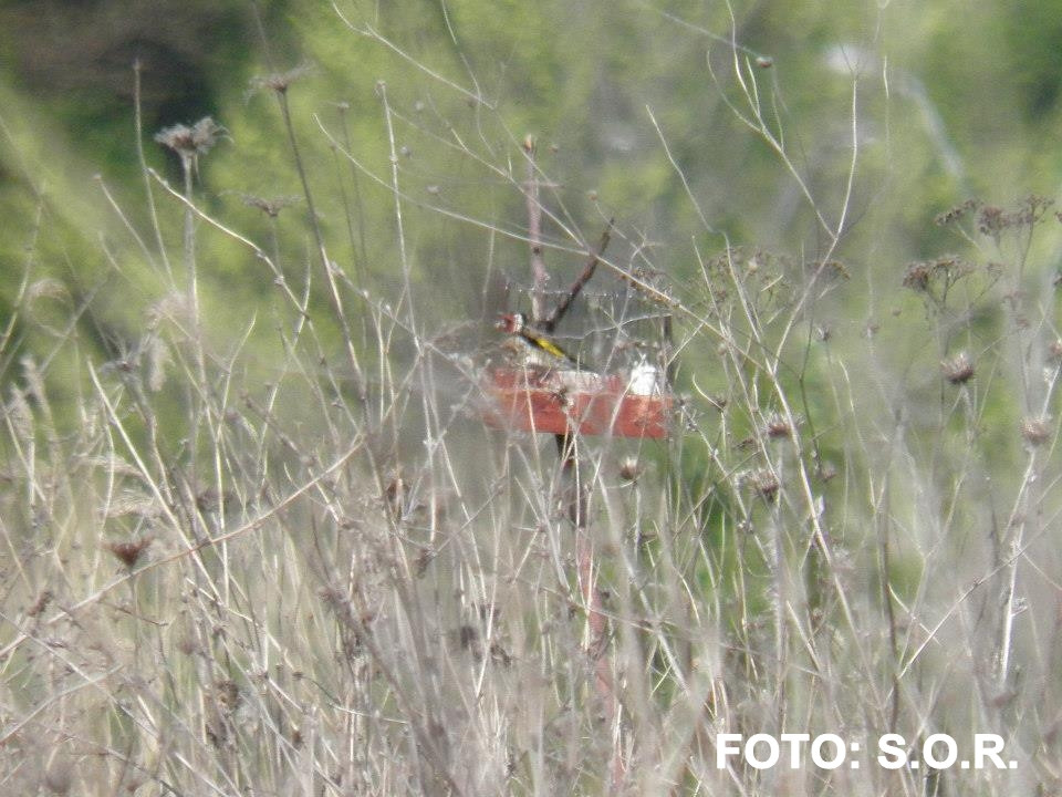 Ziua Pasarilor 2014. Iubitorii de pasari sunt asteptati la un tur ornitologic in Padurea Hoia din Cluj