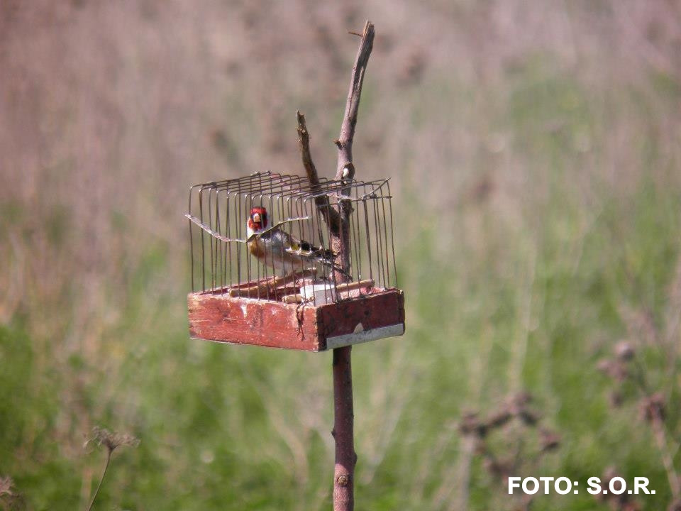 Cinci tineri din Timis au fost prinsi de politisti la braconaj. Detineau o arma fara autorizatie