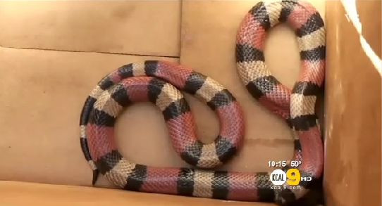 A fost muscata de san de un sarpe, in timp ce se relaxa in pat. Intre timp, copiii ii faceau poze