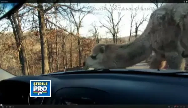 Poveste tandra sau iresponsabilitate? Parintii unei fetite de 3 ani, criticati pentru gestul facut