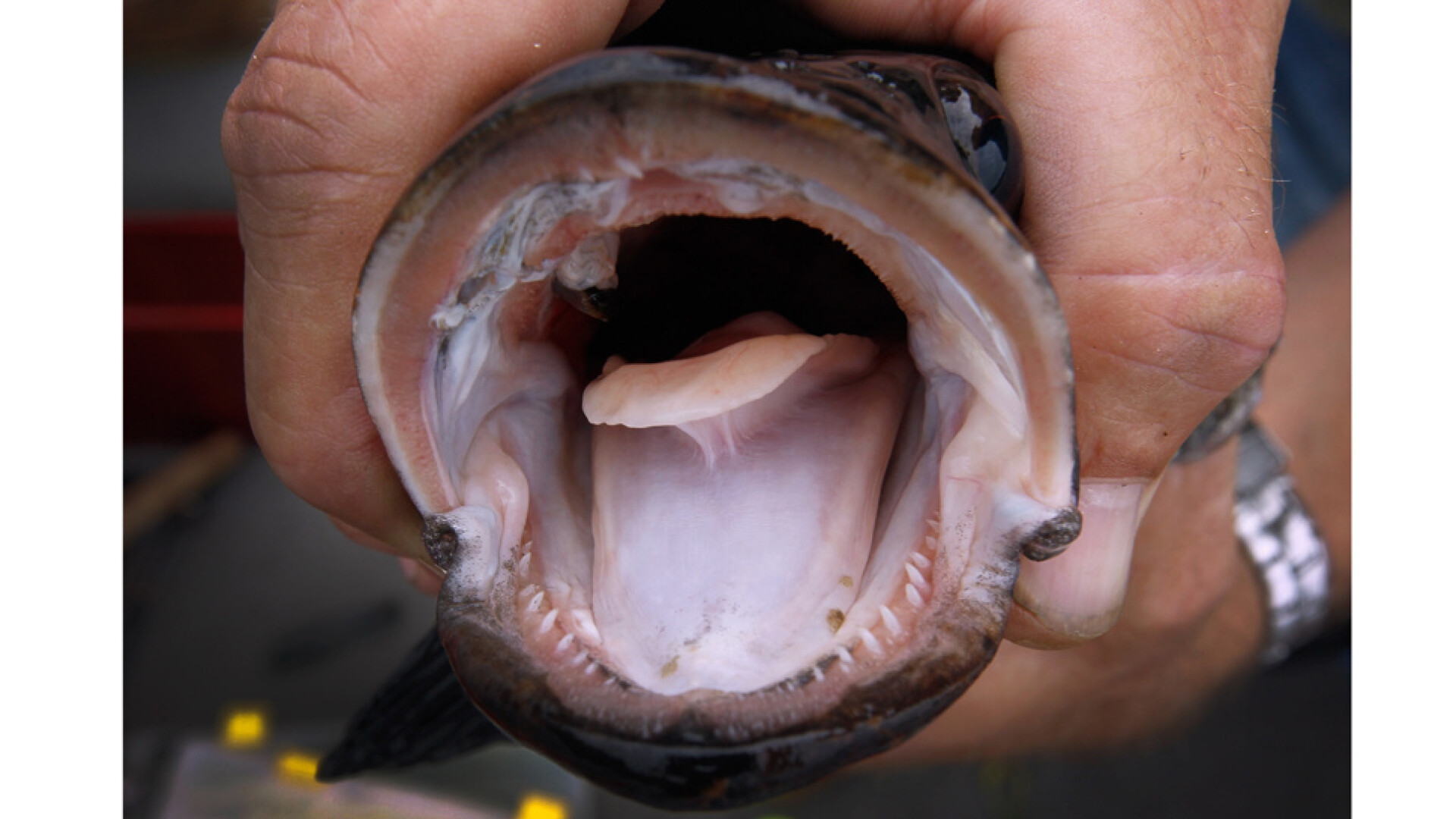 Panica in New York. Pestele cu cap de sarpe, care traieste pe uscat a invadat Central Park. VIDEO