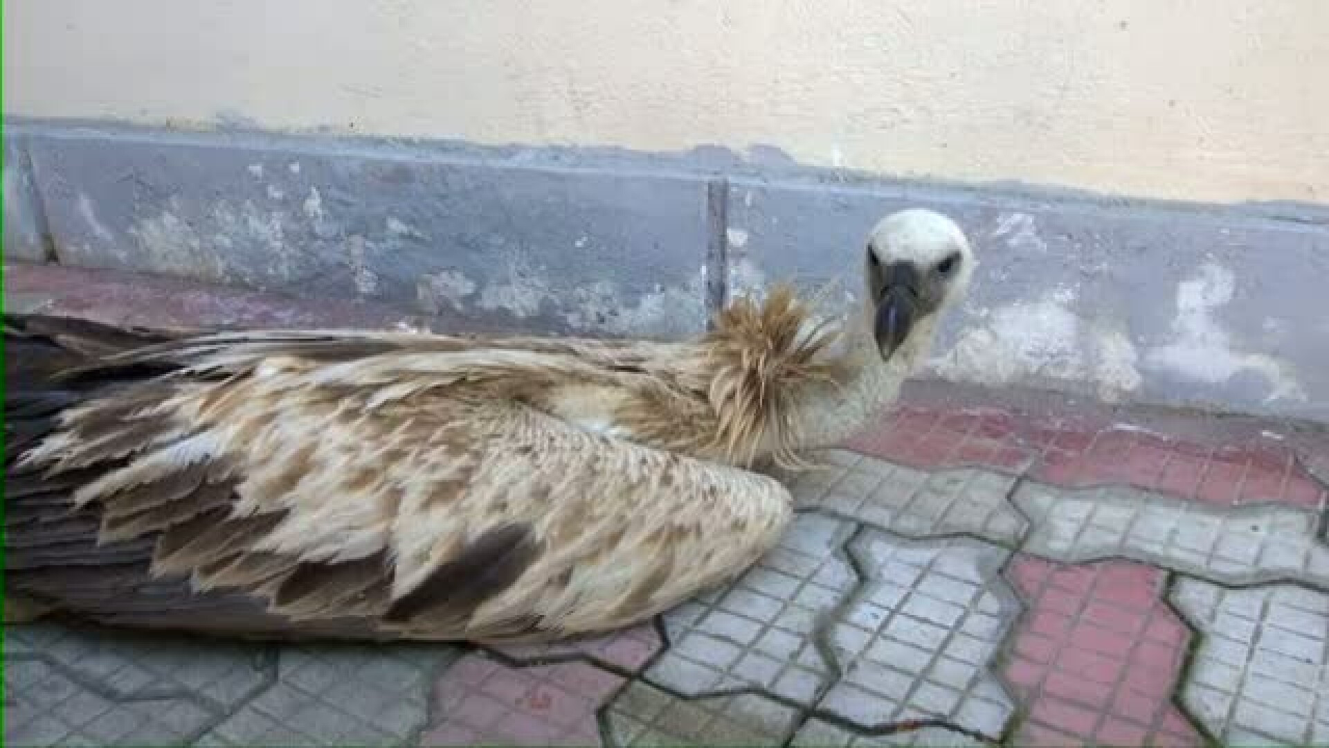 Aparitie uluitoare pe un drum din Romania. Un sofer a dat peste o pasare nemaivazuta in tara noastra