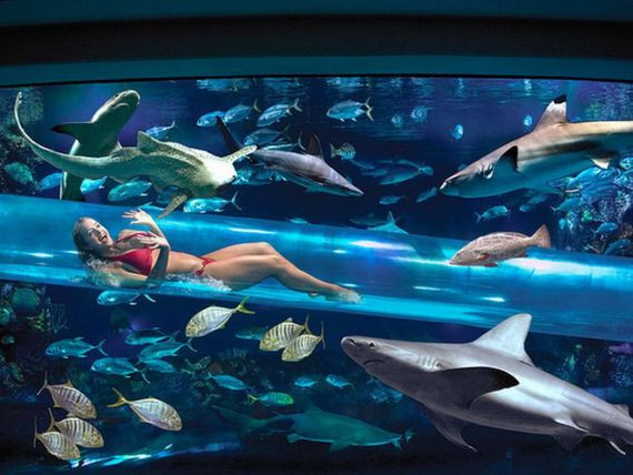 Pline cu rechini sau amplasate in varf de munte. Cele mai spectaculoase piscine din lume. FOTO