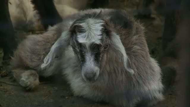 Toamna lunga si frumoasa le asigura un profit mai mare crescatorilor de oi. La stana au aparut mieii