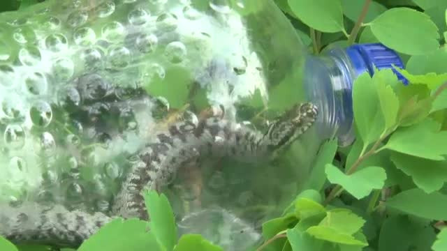 Muscat de o vipera, un barbat a prins sarpele si l-a bagat intr-o sticla, ca sa-l arate doctorilor