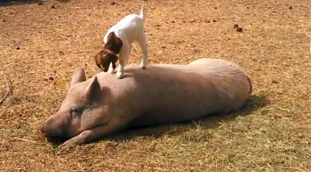 Un porc, folosit pe post de trambulina de un ied: clipul care i-a cucerit pe americani