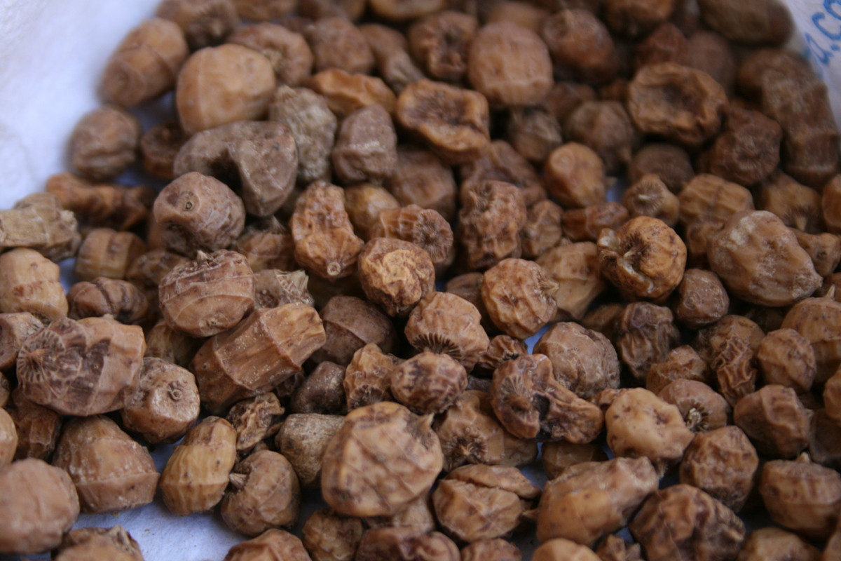 Aluna tigru (Tiger Nut)