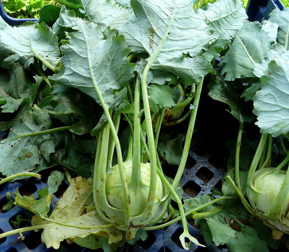 Kohlrabi