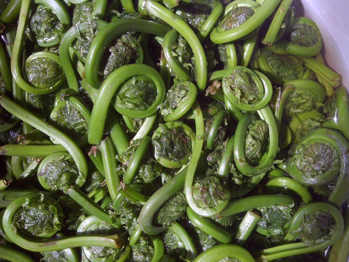 Fiddlehead