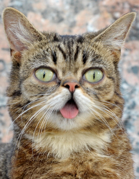 A chemat politia, dupa ce a vazut "cadoul" adus de pisica. Ce a lasat felina in fata usii