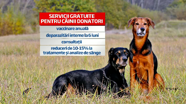 Prima banca de sange pentru caini si pisici din Bucuresti: cum doneaza animalele sange