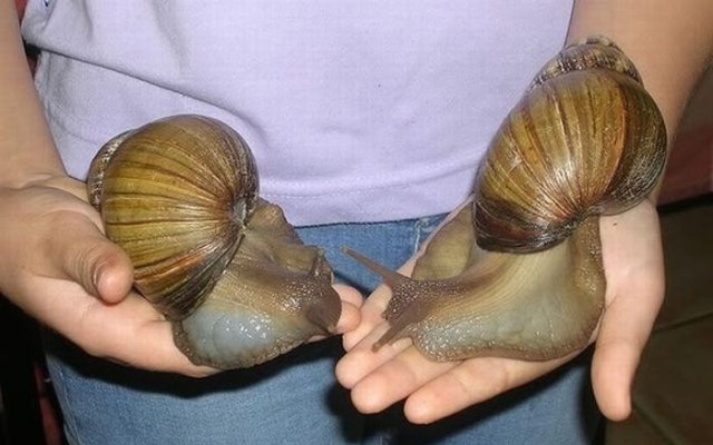 Alarma in Houston din cauza unor melci giganti. "Pot cauza meningita"