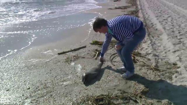 O furtuna puternica a umplut plajele de gunoaie si delfini morti. Prognoza data de meteorologi