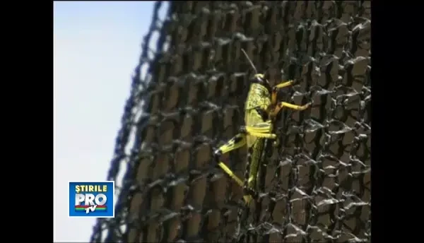 Israelul se confrunta cu cea mai mare invazie de lacuste din ultimii 98 de ani