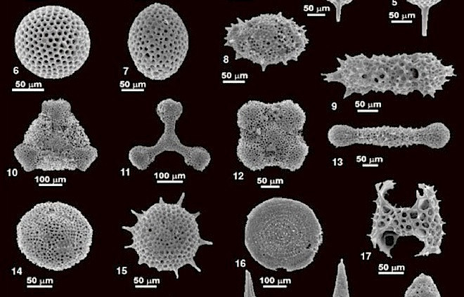 organisme, fosile in Marea Neagra