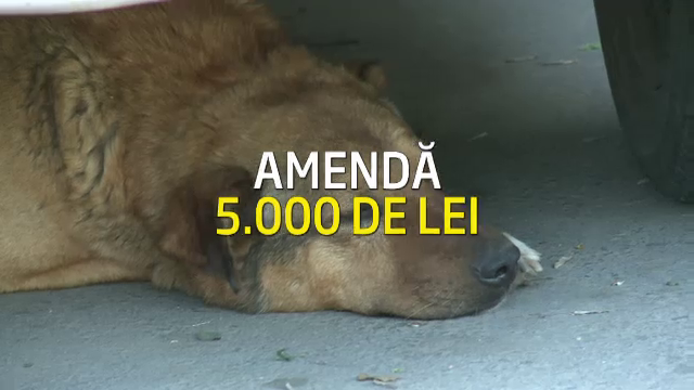 Proiectul Primariei Capitalei: Amenda de 5000 lei pentru bucurestenii care mai hranesc maidanezii