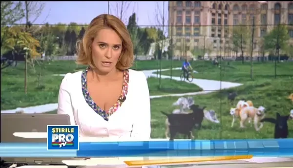 Proiectul Primariei Capitalei: Amenda de 5000 lei pentru bucurestenii care mai hranesc maidanezii