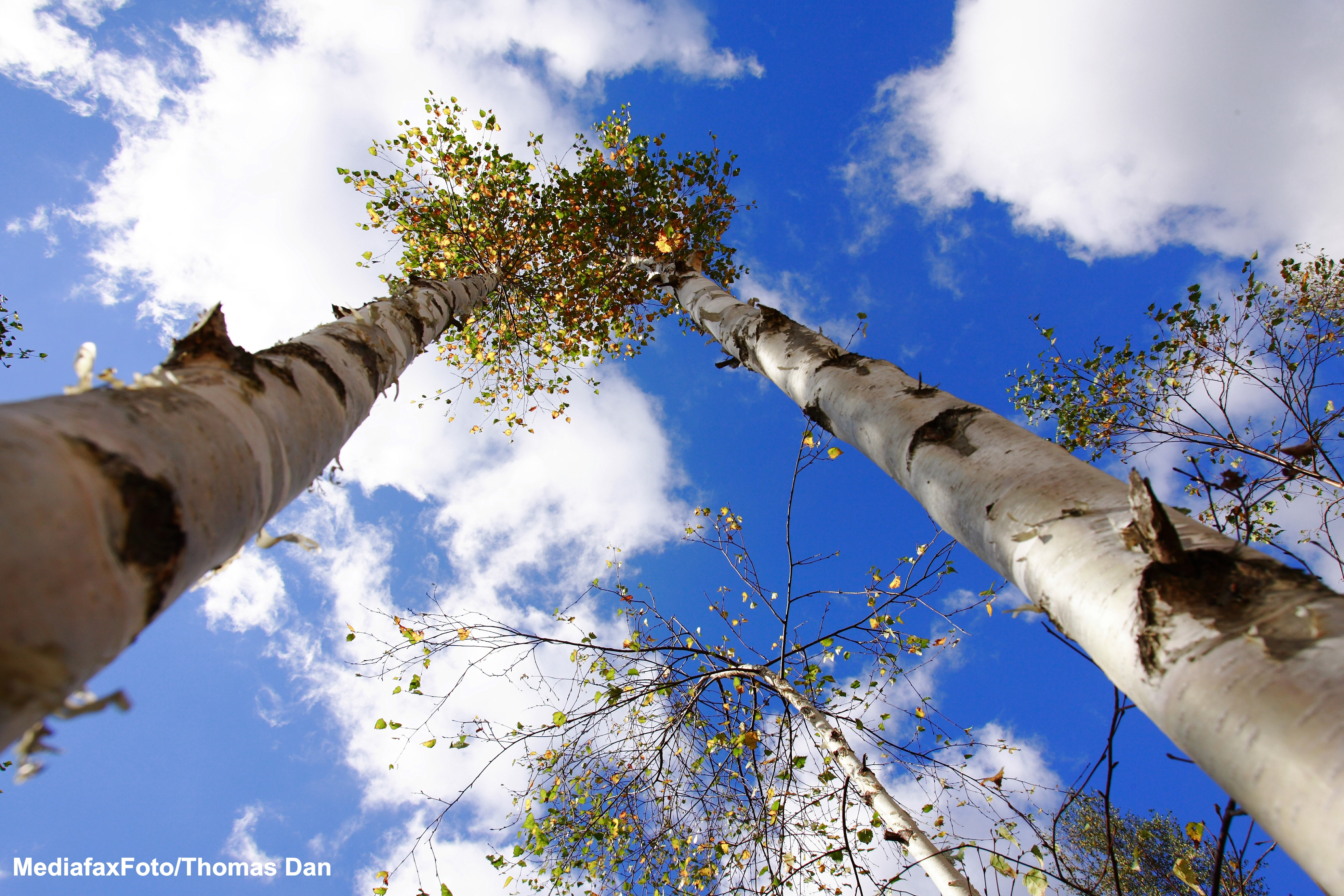Moarte stupida a unui vasluian. A cazut dintr-un nuc, dupa ce s-a atarnat cu capul in jos