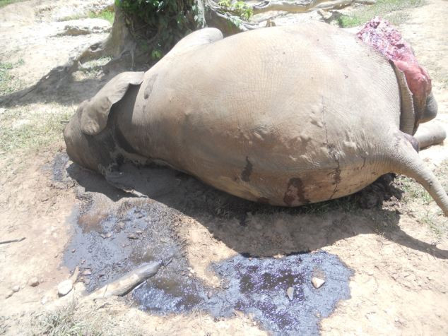 "Cimitirul elefantilor": 26 de elefanti, masacrati intr-o rezervatie din Republica Centrafricana