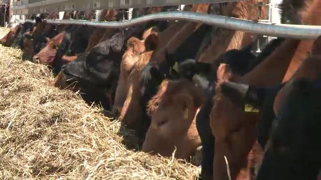 Baltata romaneasca, inlocuita cu vaca scotiana: kilogramul de muschi vandut cu 50 de euro