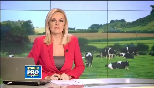 Baltata romaneasca, inlocuita cu vaca scotiana: kilogramul de muschi vandut cu 50 de euro