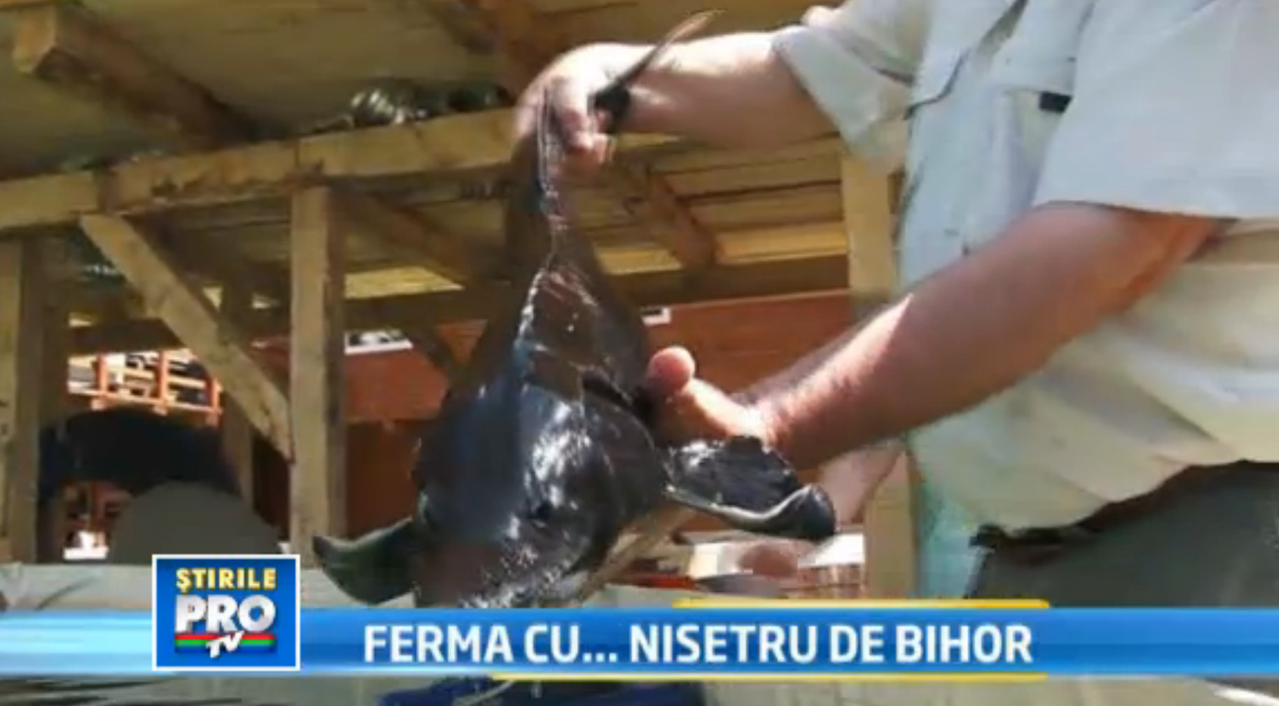 Afacere profitabila cu pastravi si sturioni. Un fermier maghiar a gasit cheia succesului in Romania