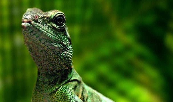 Previziune sumbra: 50% din speciile de plante si o treime din speciile de animale sunt in pericol