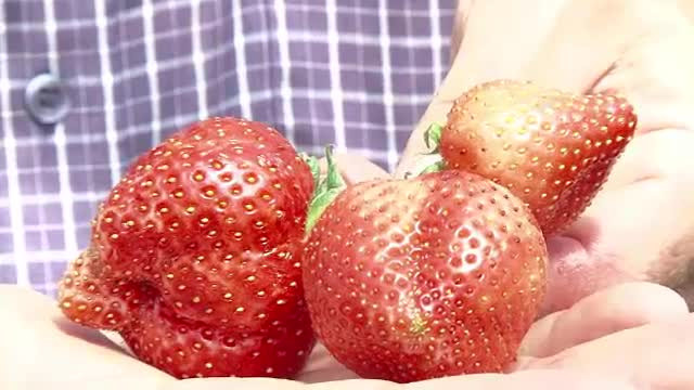 Paradox romanesc. Cum au ajuns capsunile pe care le asteptam sa putrezeasca pe camp