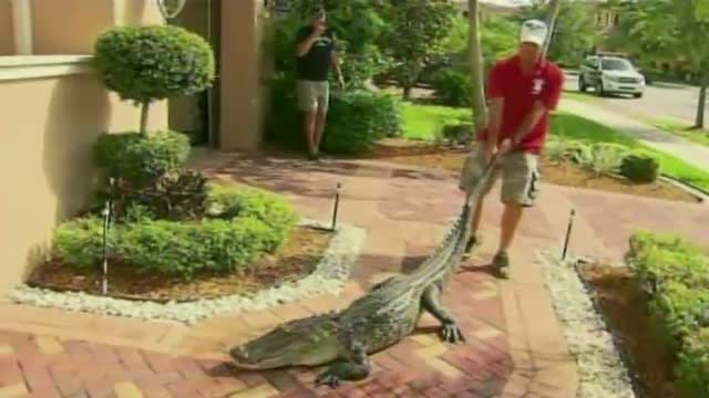 Cu ce s-a trezit la usa o familie din SUA. Initial, au crezut ca este vorba de o farsa