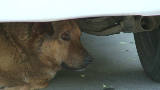 Iubitorii de animale ameninta primaria cu tribunalul in cazul amenzii pentru hranirea maidanezilor