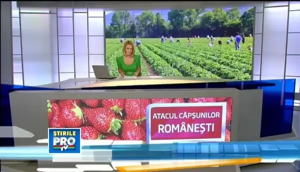 Recolta buna pentru capsunile romanesti. Vor fi mai ieftine si mai gustoase ca fructele din import