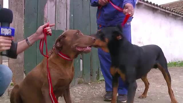 Copoiul dobrogean, a cincea rasa de caine 100% romanesc. Planul ambitios al unui medic veterinar
