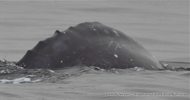 O specie declarata disparuta, fotografiata prima data in sudul Oceanului Atlantic. "Este un mister"