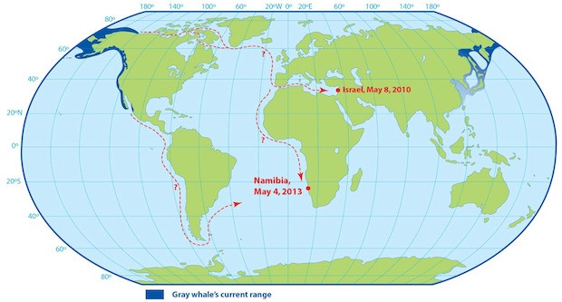 harta traseu balene gri
