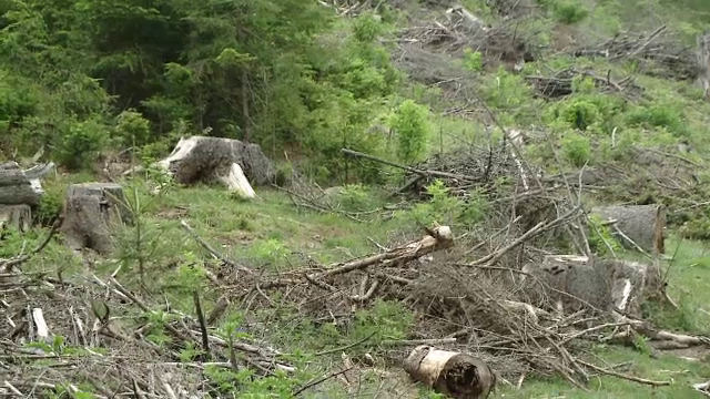 Doi preoti furnizau informatii obtinute de la enoriasi unei grupari care defrisa ilegal paduri