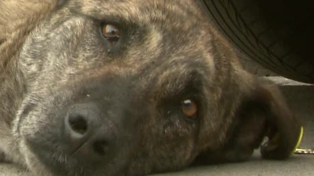 Maidanezii bolnavi sau agresivi, primii care vor fi eutanasiati. Explicatia autoritatilor locale