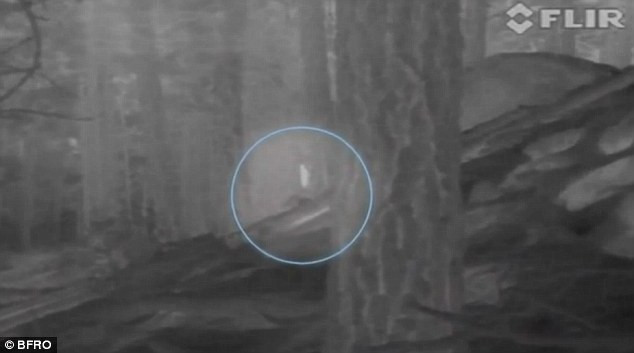 VIDEO. O creatura care seamana cu legendarul Bigfoot, filmata intr-o padure din SUA