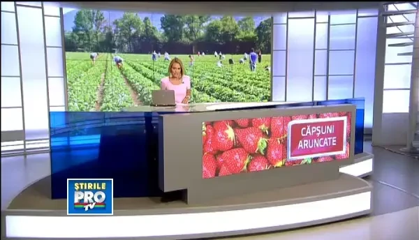 Paradox romanesc. Cum au ajuns capsunile pe care romanii le asteptau sa putrezeasca pe camp