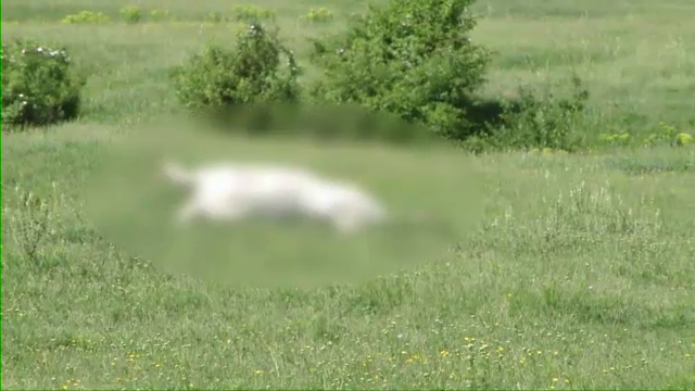 Imaginile unei cruzimi fara limite. Un padurar este acuzat ca a ucis mai multi cai cu un topor