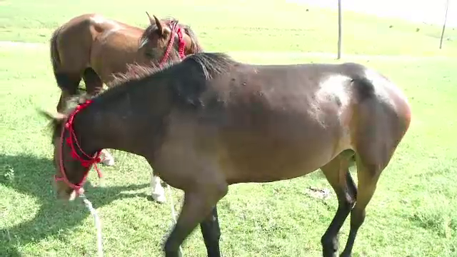 Un barbat din Bistrita a fost calcat in picoare de cai