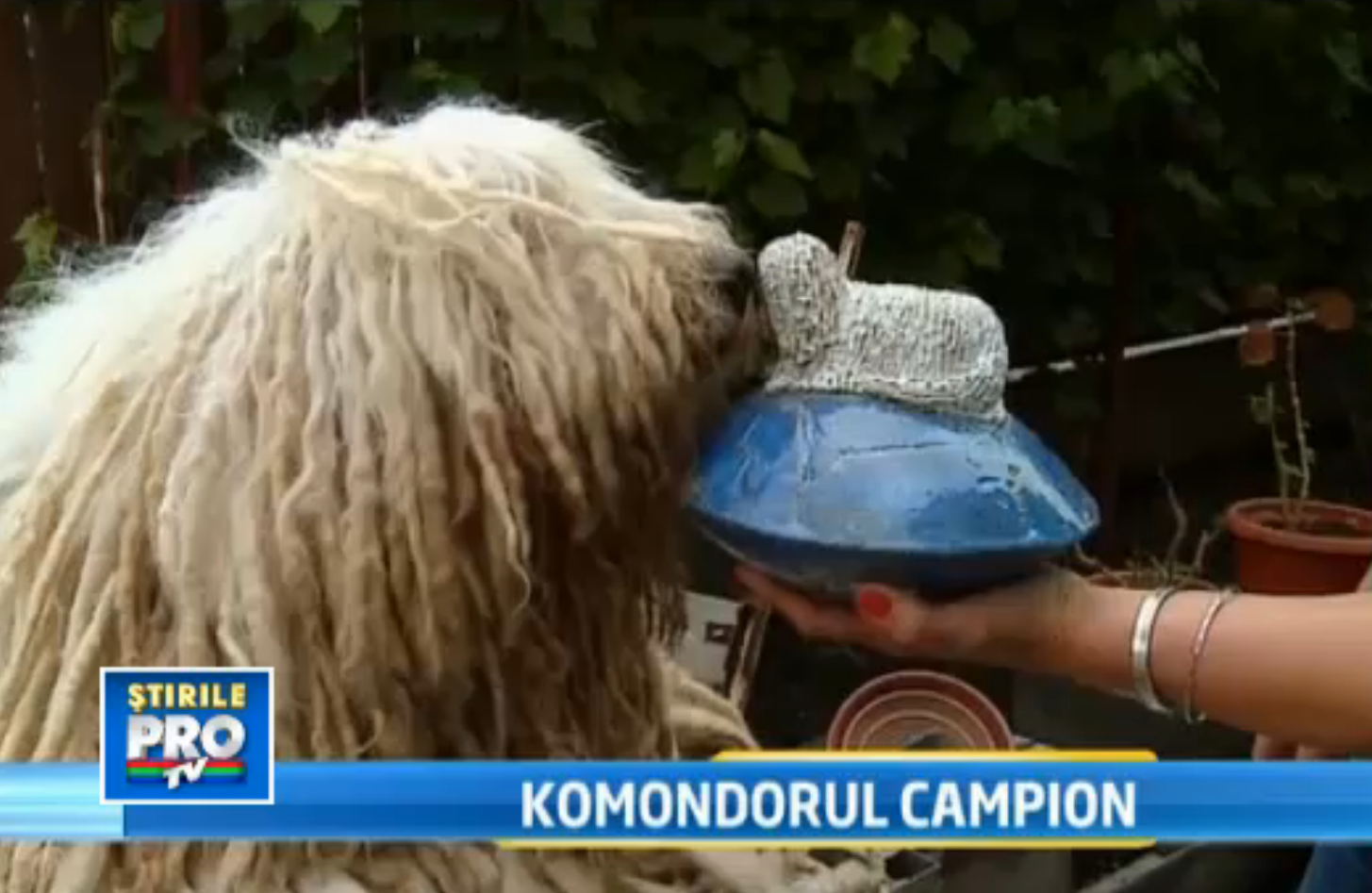 Komondor campion. Raro este cel mai frumos caine din lume