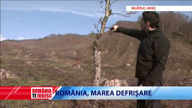 Cum fac judecatorii restituirea padurilor in Romania: 366 de mii de hectare de padure s-au taiat ilegal