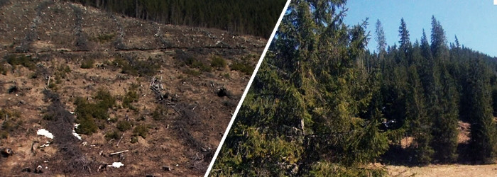 Romania, marea defrisare ilegala, partea 1. "Smecherii" care lasa muntii fara paduri si statul fara bani nu au adversar in sala de judecata