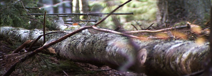 Romania, marea defrisare 2. Istoria complicata a mostenirii boierului Mateescu si lupta pentru padurea de zeci de milioane de euro