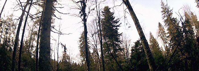 Romania, marea defrisare 3. Afacerea de 20 de milioane de euro de la Gura Teghii. Cum a fost posibil sa se retrocedeze mii de hectare de padure