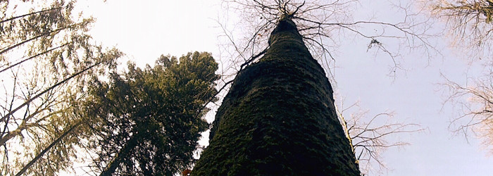 Afacerea de 20 mil. euro de la Gura Teghii. "Masacrul" unei retrocedari de mii de hectare de padure