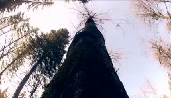 Romania, marea defrisare ilegala-1. Munti intregi au ramas fara niciun copac, iar institutiile statului nu pot sa faca nimic